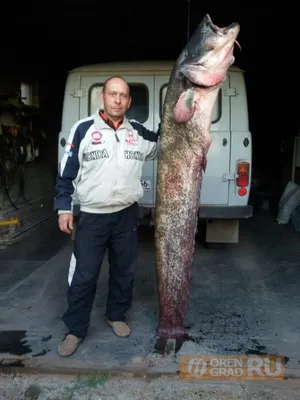 Рыбаки оценят: пойман самый большой в мире сом. ФОТО. - Nashrezekne