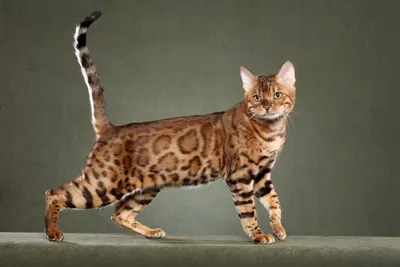 Картинка самой дорогой кошки в мире - бесплатно