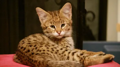 Изображение самой дорогой кошки в мире - бесплатный фон