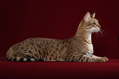Самая дорогая кошка в мире - фото с высоким качеством