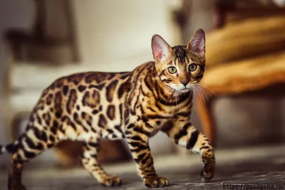 Фон с изображением самой дорогой кошки в мире - фотообои