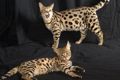 Изображение самой дорогой кошки в мире - фото в формате PNG