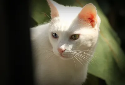 Самая дорогая кошка в мире - фото на задний фон