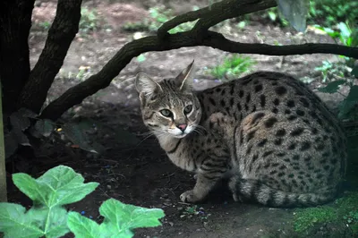 Фотография самой дорогой кошки в мире - скачать бесплатно