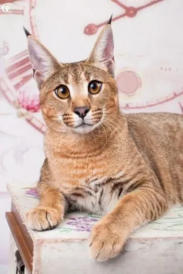 Изображение самой дорогой кошки в мире - детализированное фото
