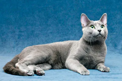 Фото самой дорогой кошки в мире в формате WEBP - скачать бесплатно