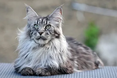 Фото кошки с высоким разрешением - самая дорогая в мире