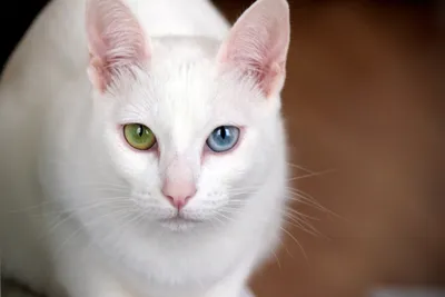 Самая дорогая кошка в мире - фотография высокого разрешения