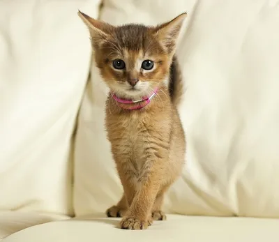Изображение самой дорогой кошки в мире - бесплатный загружаемый контент