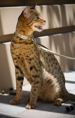 Фото самой дорогой кошки в мире для использования в презентации