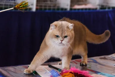Скачать фото самой дорогой кошки в мире в формате WEBP бесплатно