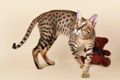 Изображение самой дорогой кошки в мире - фото в формате PNG