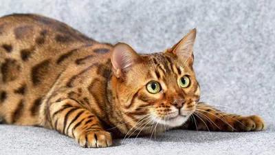 Изображение самой дорогой кошки в мире - JPG формат, бесплатно