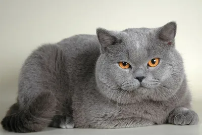 Фото самой дорогой кошки в мире для веб-страницы
