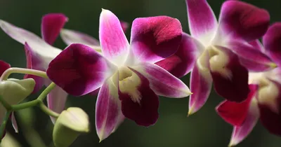 Самая красивая орхидея в мире фото фотографии