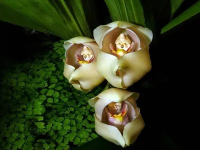 Дендробиум фаленопсис(Dendrobium phalaenopsis) - «Даже у начинающих, орхидея  будет расти не по дням, а по часам! ( + фото моего дендробиума)» | отзывы