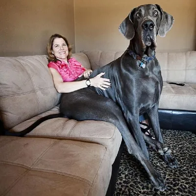 Самая огромная собака в мире фото фотографии