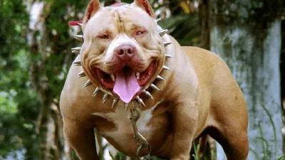 Самая опасная собака в мире - 78 фото