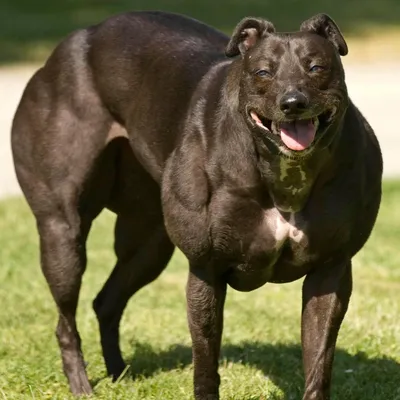 Самая сильная собака в мире - 73 фото