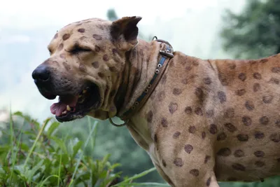 Самая опасная собака в мире - 75 фото