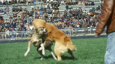 Очень опасные собаки (61 фото) - картинки sobakovod.club