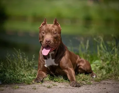 Самые опасные породы собак в мире · Resfeber.ru