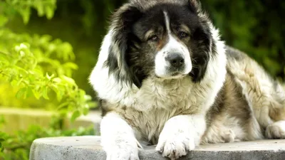 5 самых опасных пород собак в мире - Главред