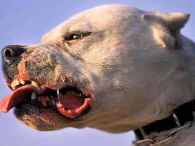Самые опасные и агрессивные породы собак в мире. 10 фото