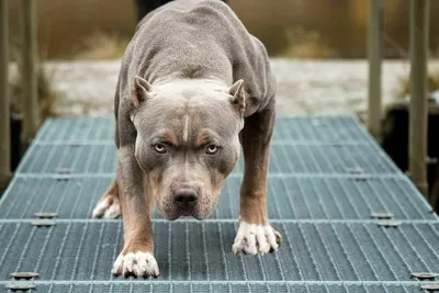 9 самых злых пород собак в мире (вы удивитесь)