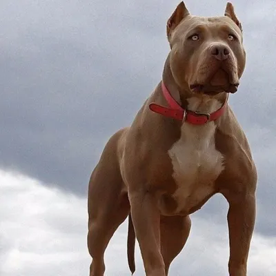 Самая сильная собака в мире - какие породы наиболее физически развиты? |  Пикабу