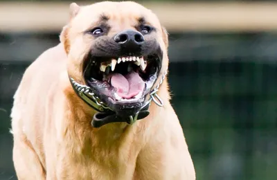 Самые опасные собаки для человека: топ-10 пород