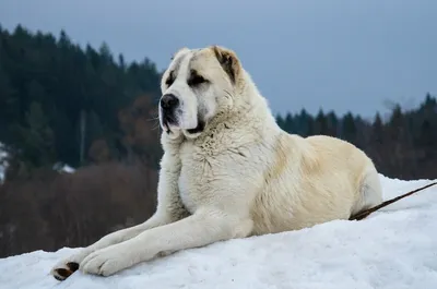 Самая сильная собака в мире - 73 фото