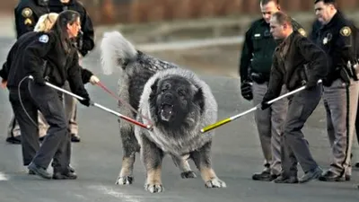 Самая сильная собака в мире 🐕» — создано в Шедевруме