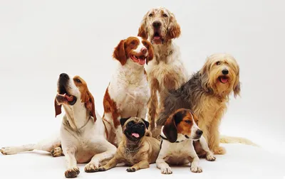 Маленькие породы собак для квартиры: фото, названия и описания | РБК Life