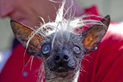 Самая страшная порода собак в мире фото фотографии