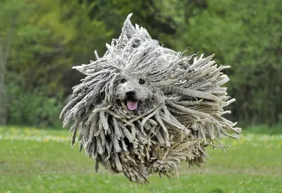 Самые страшные собаки в мире: фото и описание — Pet-Mir.ru