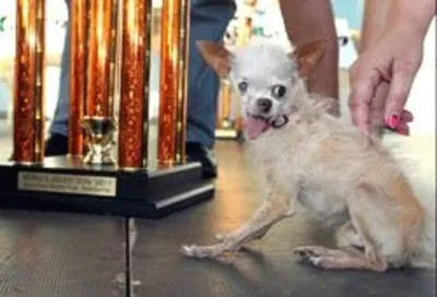 Самая страшная собака в мире - 59 фото
