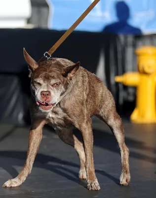 В США умерла Йода, самая страшная собака в мире — Новые Известия - новости  России и мира сегодня