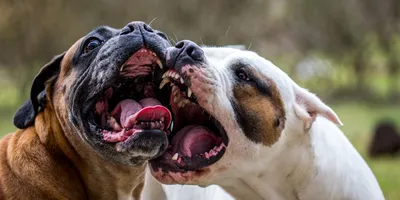 5 Самых опасных пород собак, запрещенных во многих странах мира - YouTube