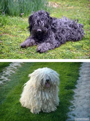 Порода собак со страшной мордой (74 фото) - картинки sobakovod.club