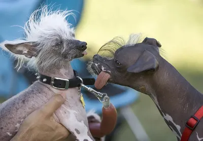 Китайская хохлатая: Самая некрасивая в мире порода собак. В этом виноват  «ген мертвеца» | Пикабу