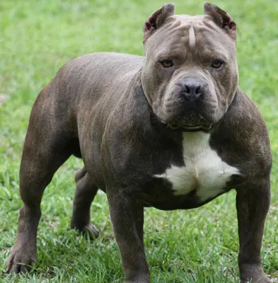 Самые злые породы собак в мире - фото и описание | РБК Украина