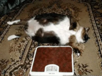 Самая толстая кошка в мире фотографии