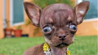 Необычное: самая уродливая собака 2014 | ФОТО НОВОСТИ | World ugliest dog,  Ugly dogs, Chinese crested dog
