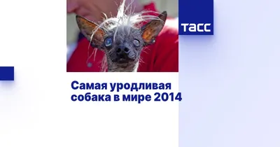 Конкурс: \"Самая уродливая собака в мире\" - Варнет