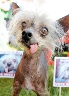 Самая уродливая собака фото фотографии