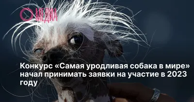 Самая страшная в мире собака