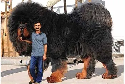 Самая высокая собака в мире фото фотографии