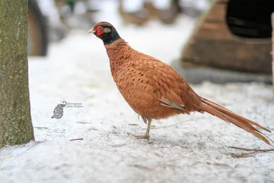 Обыкновенный фазан (Phasianus colchicus) — Зоопарк «Лимпопо» г. Нижний  Новгород – Нижегородский зоопарк