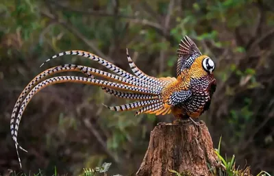 Фазан обыкновенный (Phasianus colchicus)